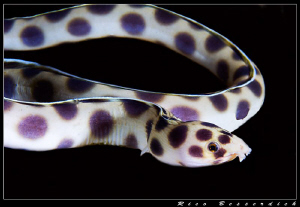 Snake ? Eeel ? Snake-Eel !!!! by Rico Besserdich 